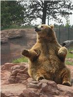 Tank the Bear