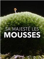 苔藓的奇妙世界